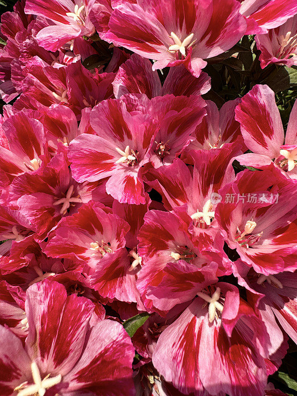 盆栽深色和浅粉色条纹开花缎面花(clarkia amoena)的全画幅图像，在阳光明媚的花园中心，高架视图